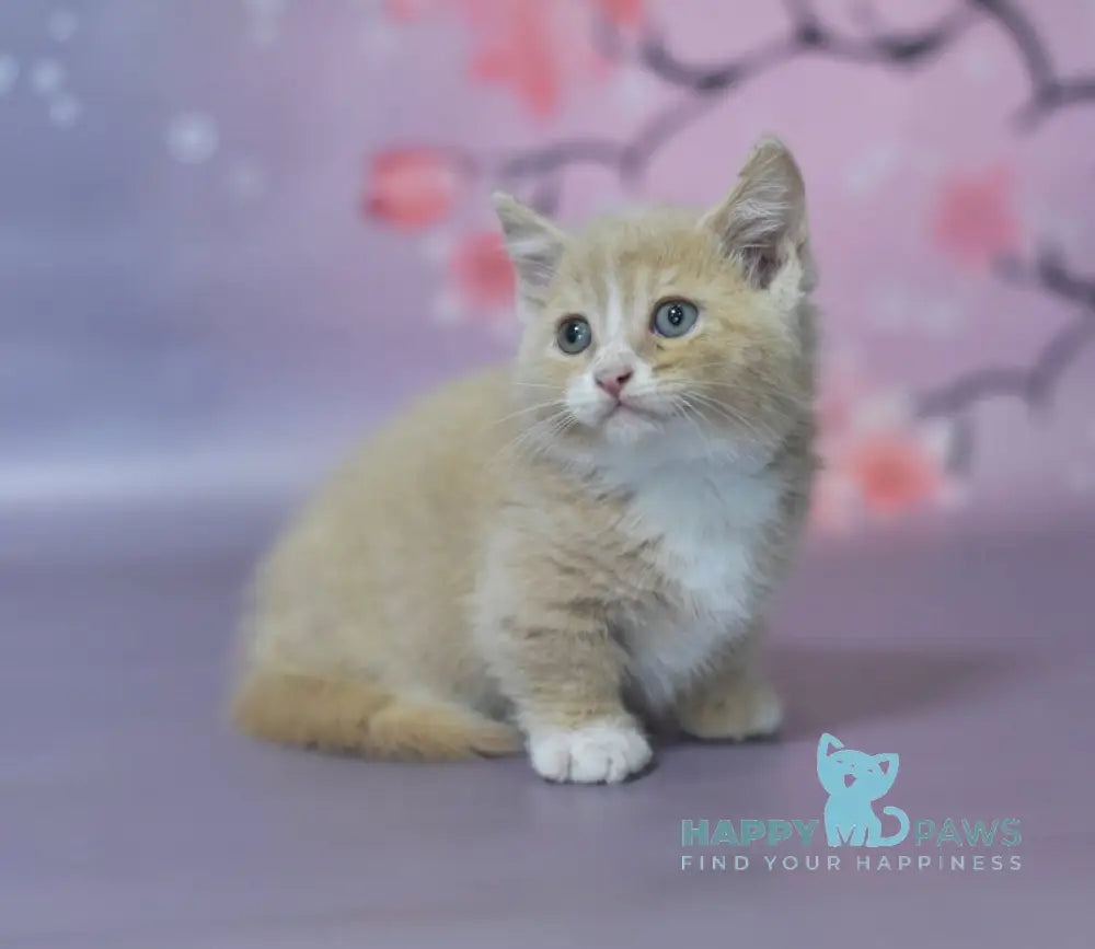 Queen Munchkin male cream bicolour live animals