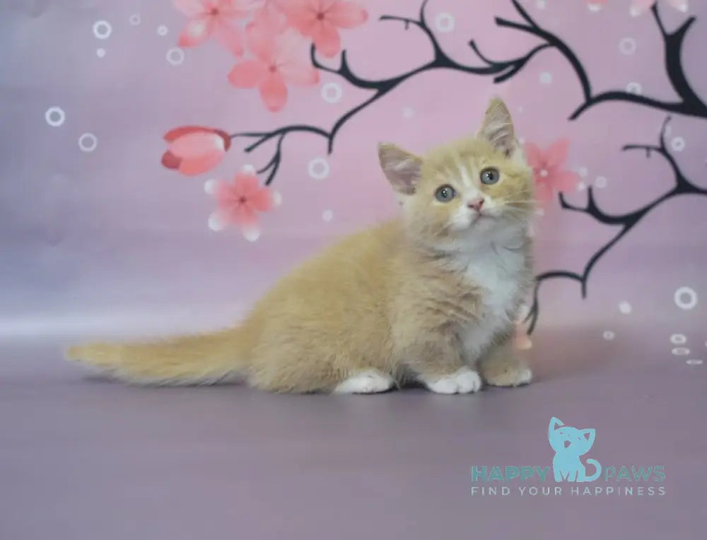 Queen Munchkin male cream bicolour live animals