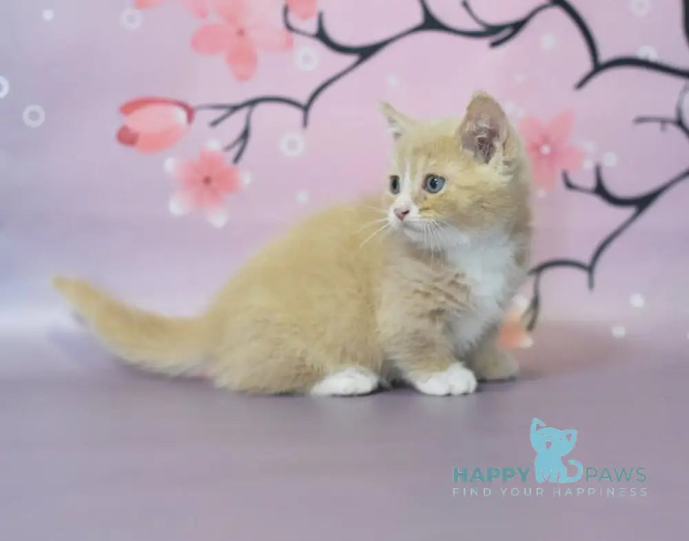 Queen Munchkin male cream bicolour live animals