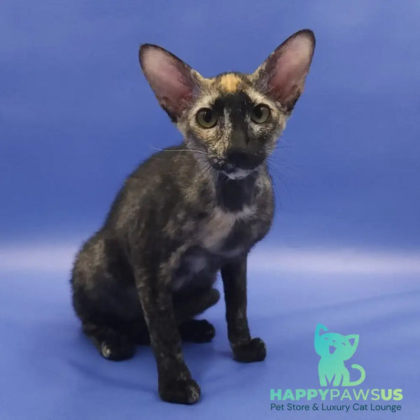 Queen of Spades Oriental Shorthair female black tortie - live animals