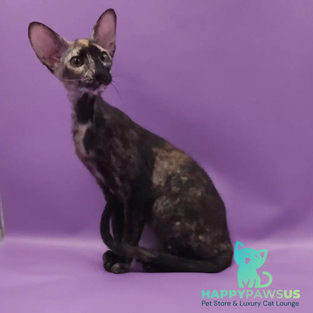 Queen of Spades Oriental Shorthair female black tortie - live animals