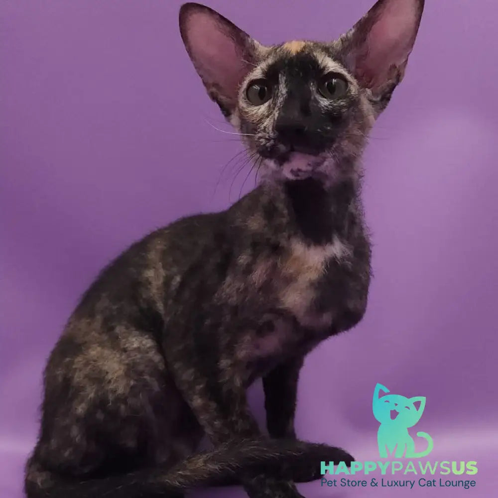 Queen of Spades Oriental Shorthair female black tortie - live animals