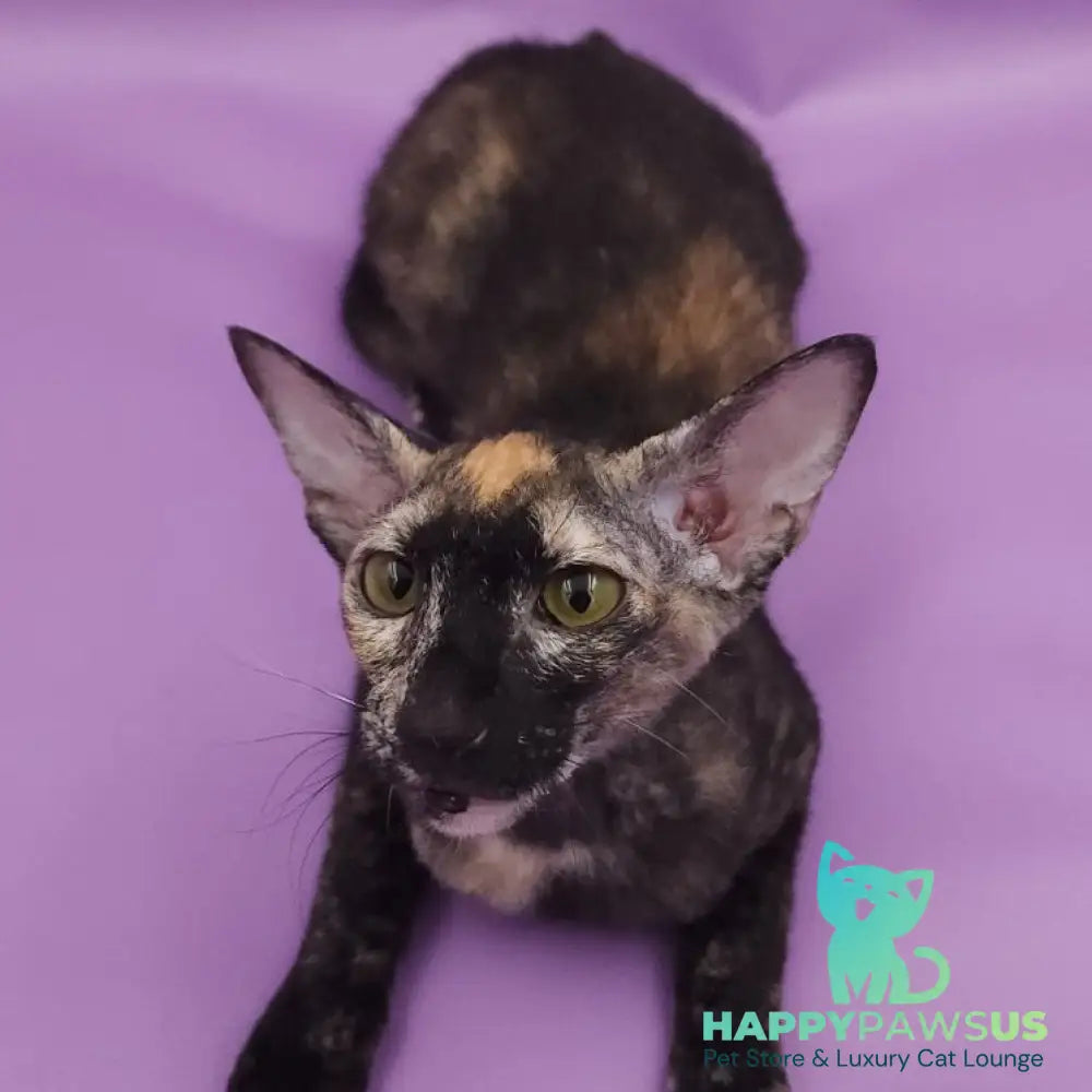 Queen of Spades Oriental Shorthair female black tortie - live animals
