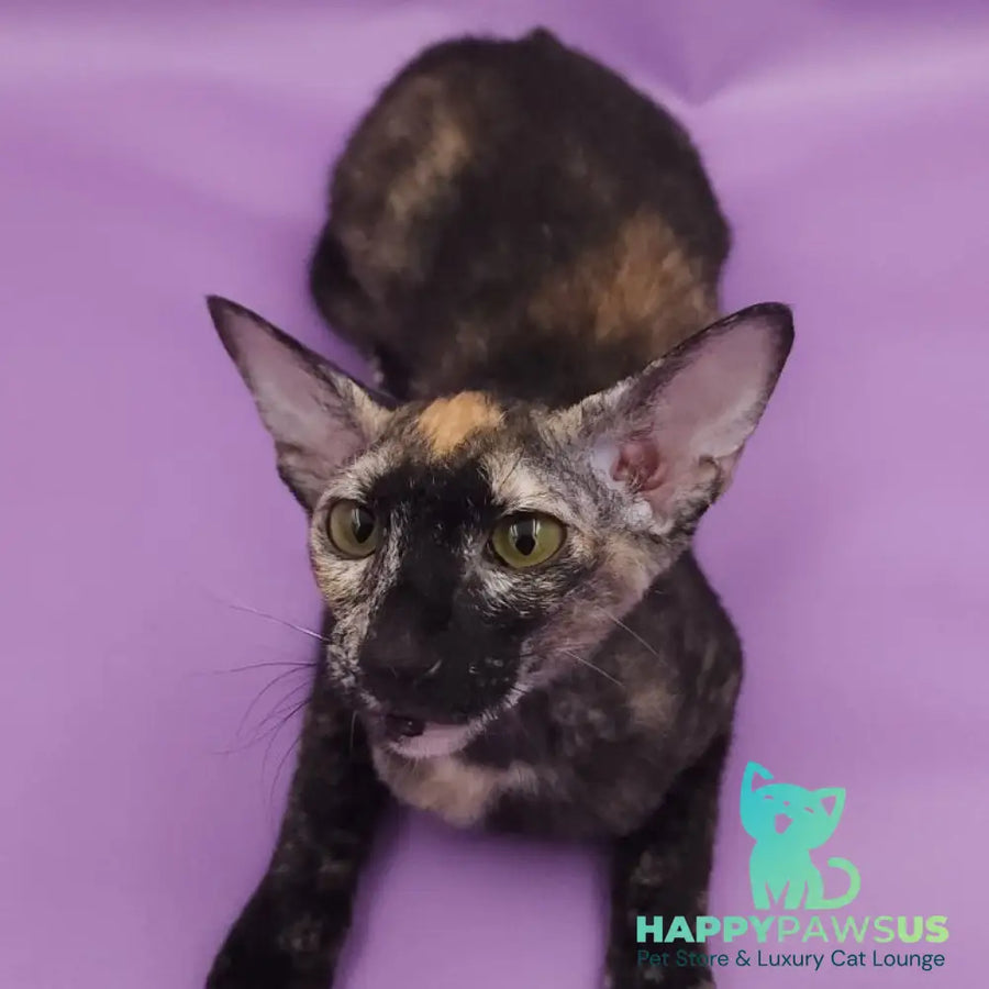 Queen of Spades Oriental Shorthair female black tortie - live animals