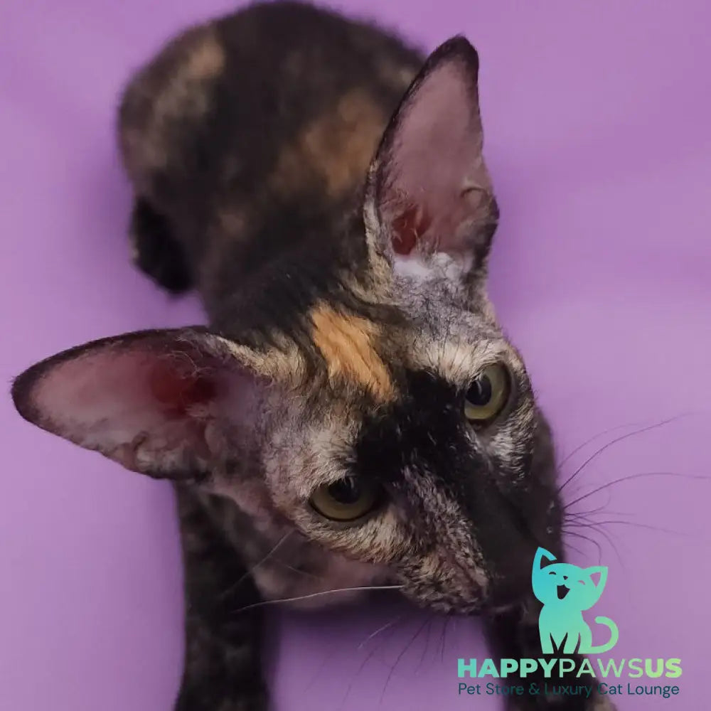 Queen of Spades Oriental Shorthair female black tortie - live animals