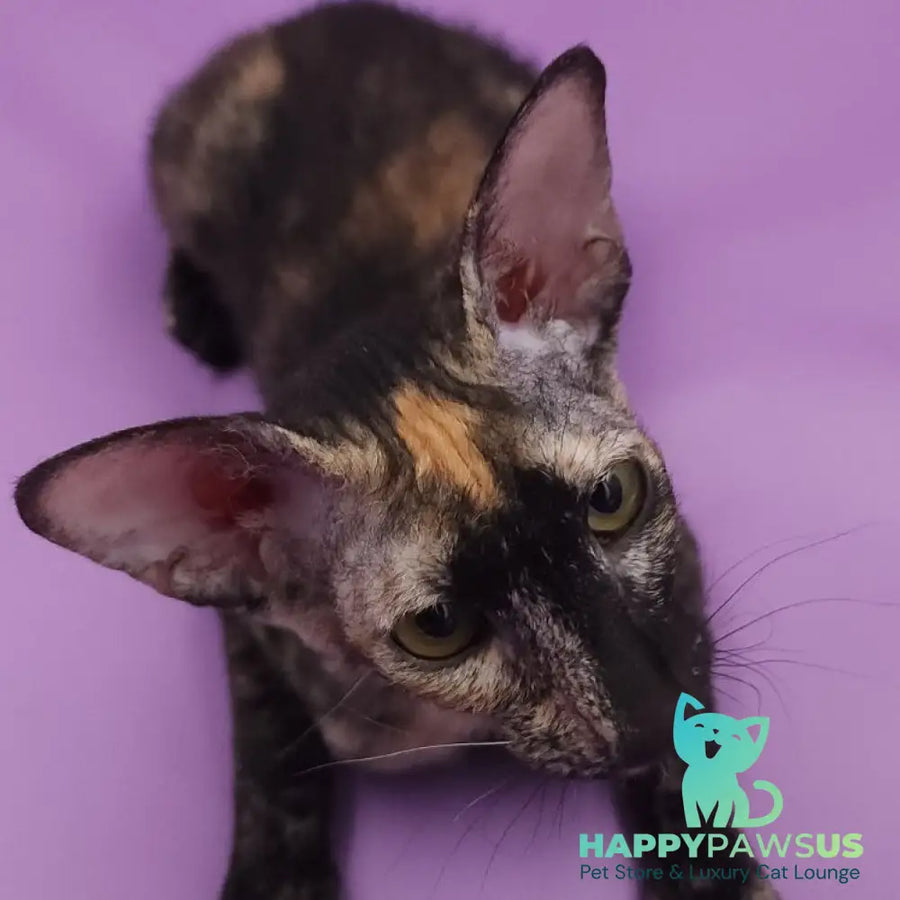 Queen of Spades Oriental Shorthair female black tortie - live animals