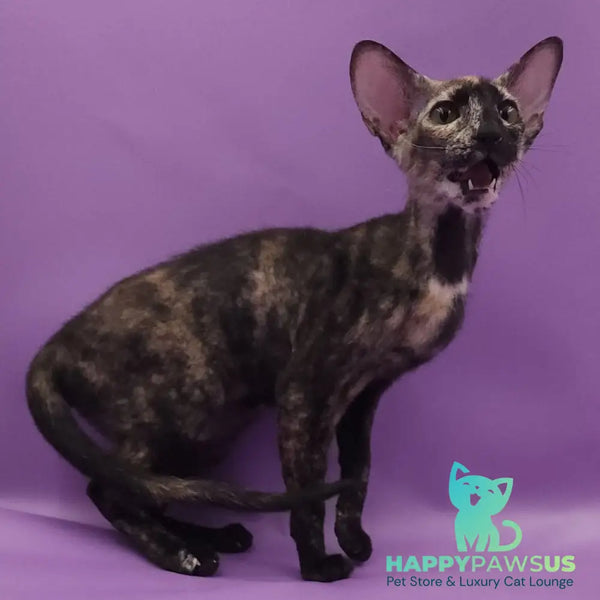 Queen of Spades Oriental Shorthair female black tortie - live animals