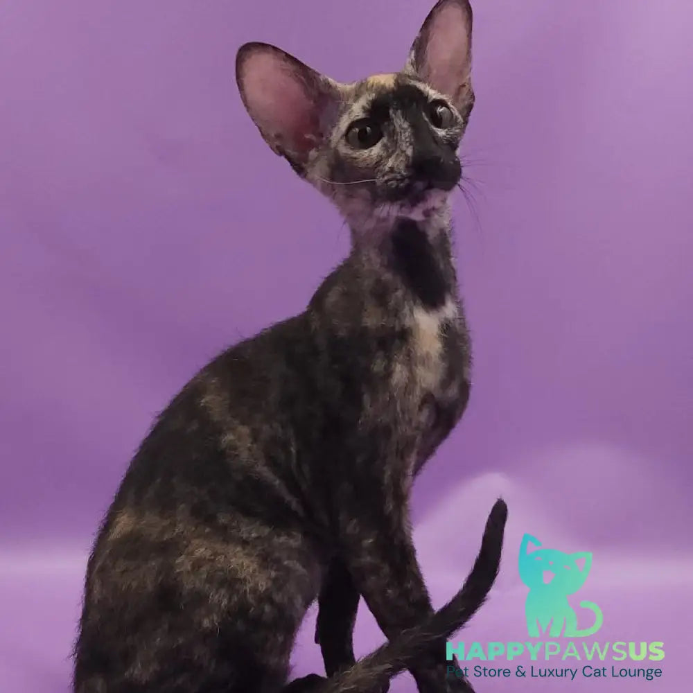 Queen of Spades Oriental Shorthair female black tortie - live animals