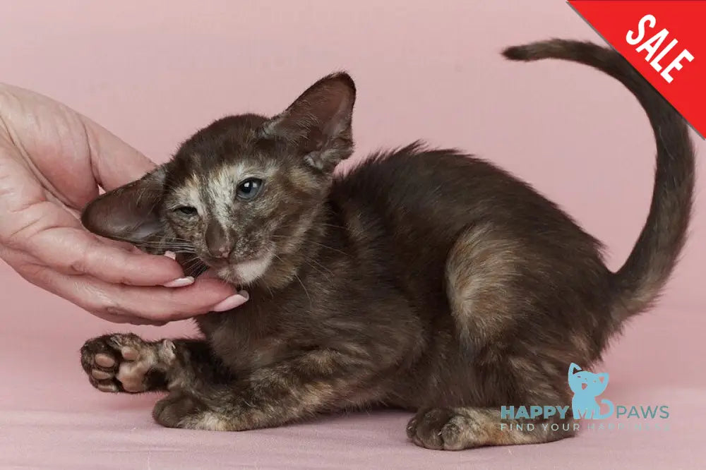 Queen Oriental Shorthair female chocolate tortie - live animals