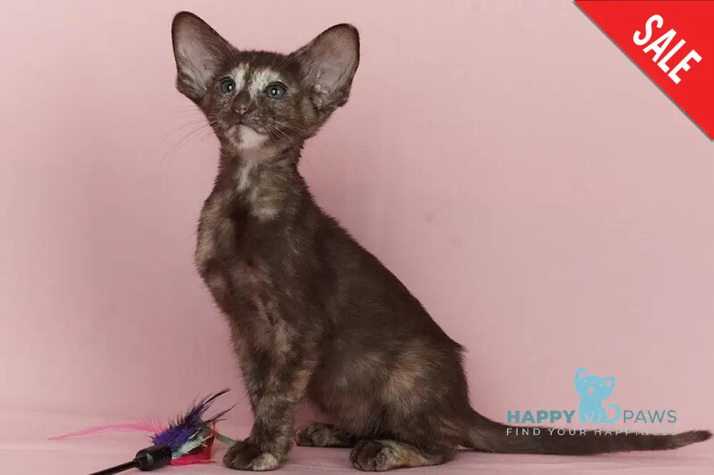 Queen Oriental Shorthair female chocolate tortie - live animals