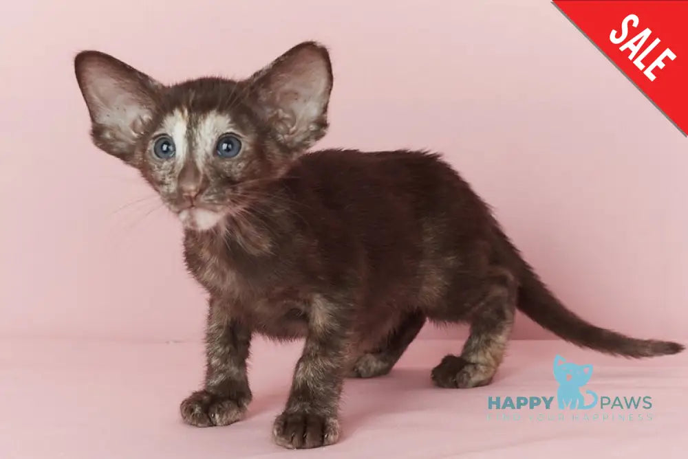 Queen Oriental Shorthair female chocolate tortie - live animals