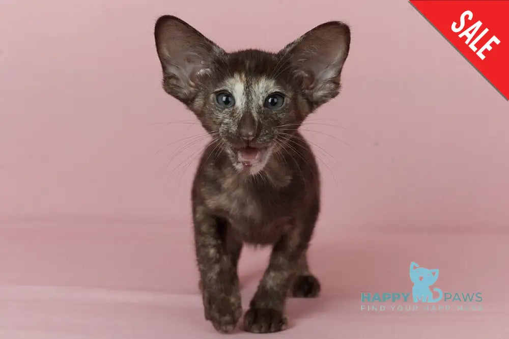 Queen Oriental Shorthair female chocolate tortie - live animals