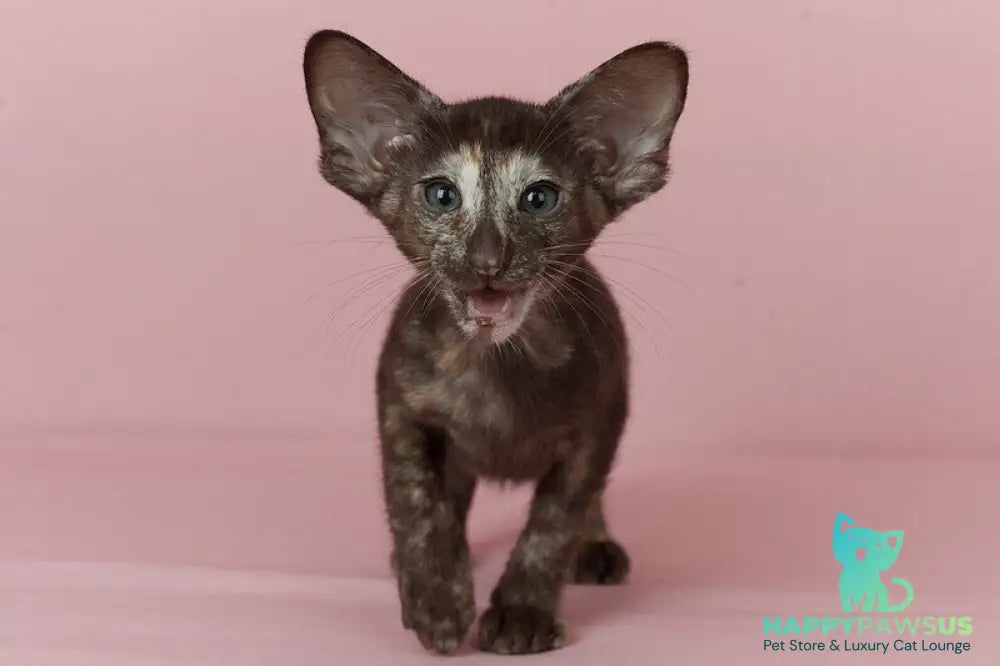 Queen Oriental Shorthair female chocolate tortie - live animals