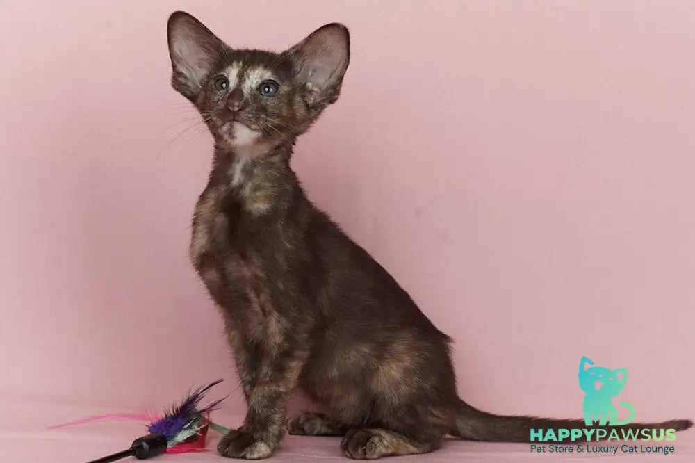 Queen Oriental Shorthair female chocolate tortie - live animals