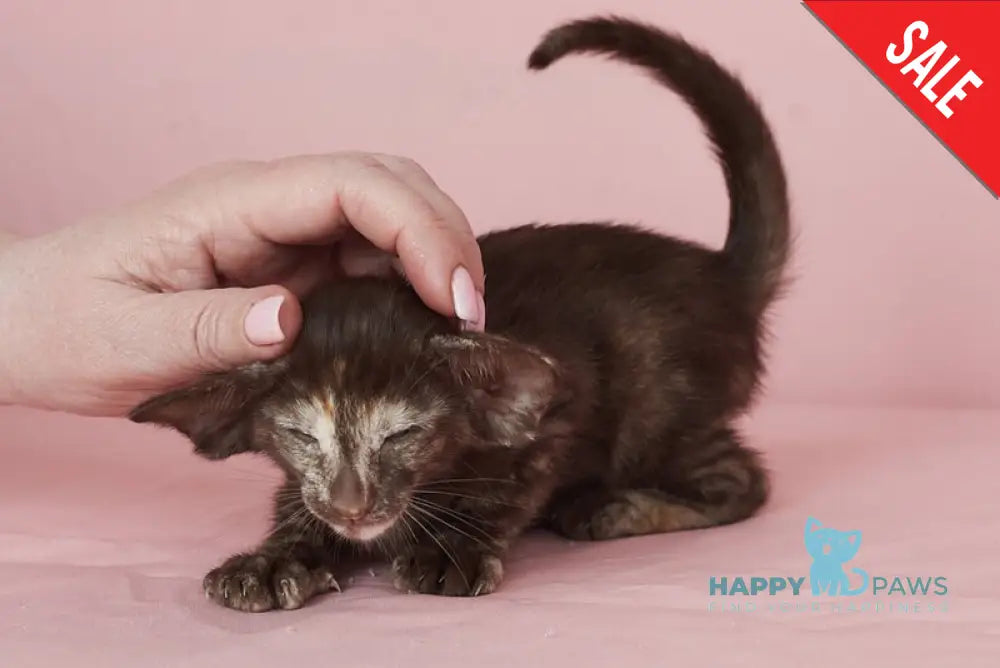 Queen Oriental Shorthair female chocolate tortie - live animals