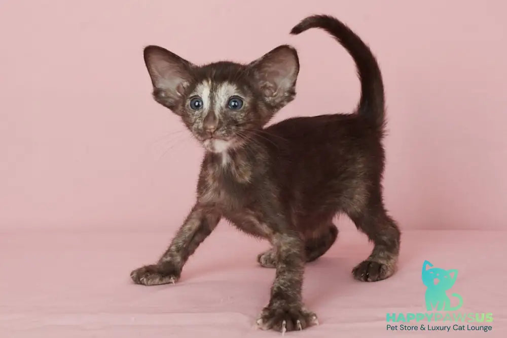 Queen Oriental Shorthair female chocolate tortie - live animals