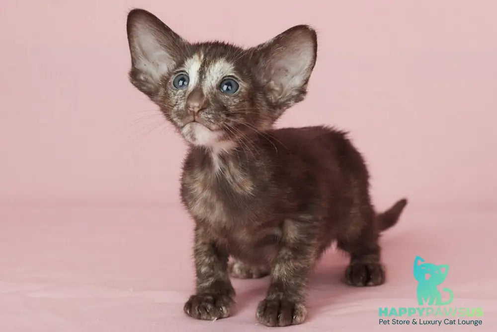 Queen Oriental Shorthair female chocolate tortie - live animals