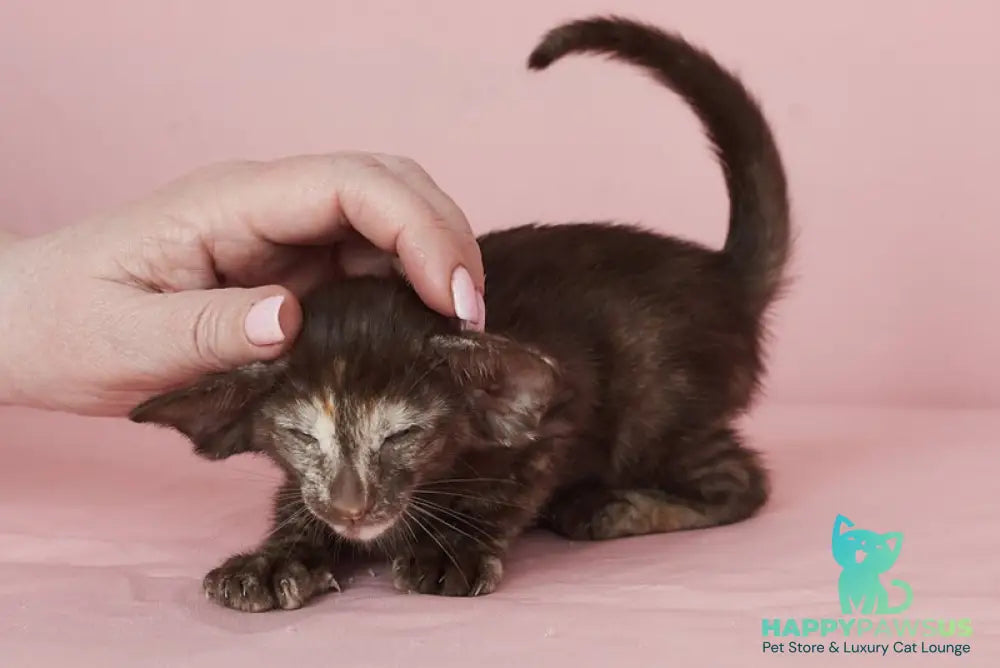 Queen Oriental Shorthair female chocolate tortie - live animals