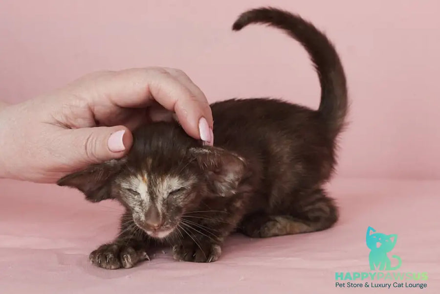 Queen Oriental Shorthair female chocolate tortie - live animals