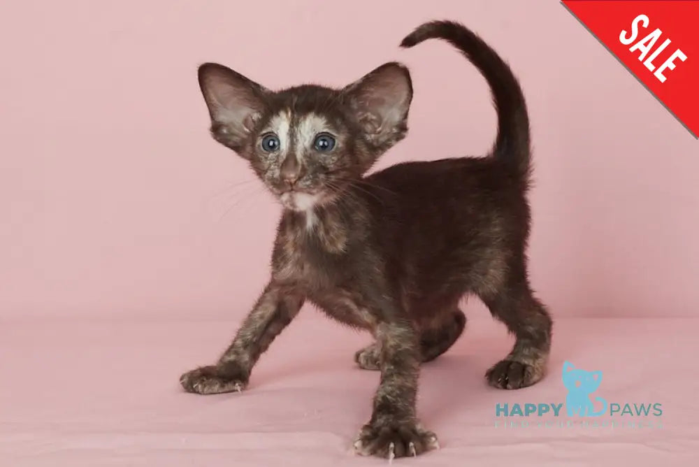 Queen Oriental Shorthair female chocolate tortie - live animals