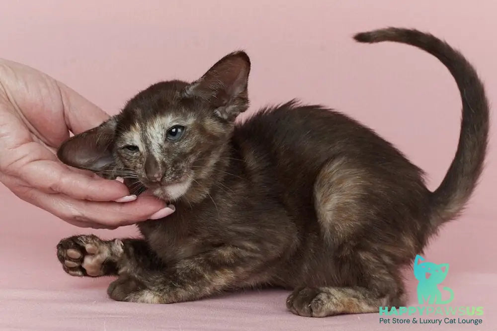 Queen Oriental Shorthair female chocolate tortie - live animals