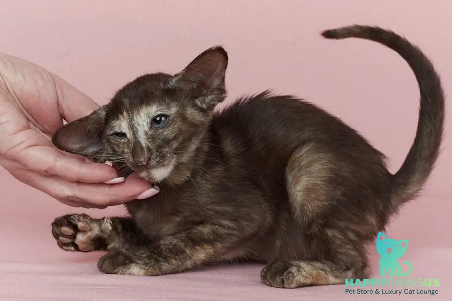 Queen Oriental Shorthair female chocolate tortie - live animals