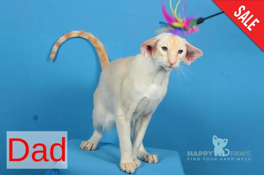 Queen Oriental Shorthair female chocolate tortie - live animals