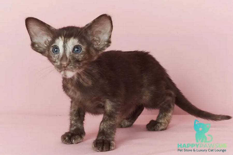 Queen Oriental Shorthair female chocolate tortie - live animals