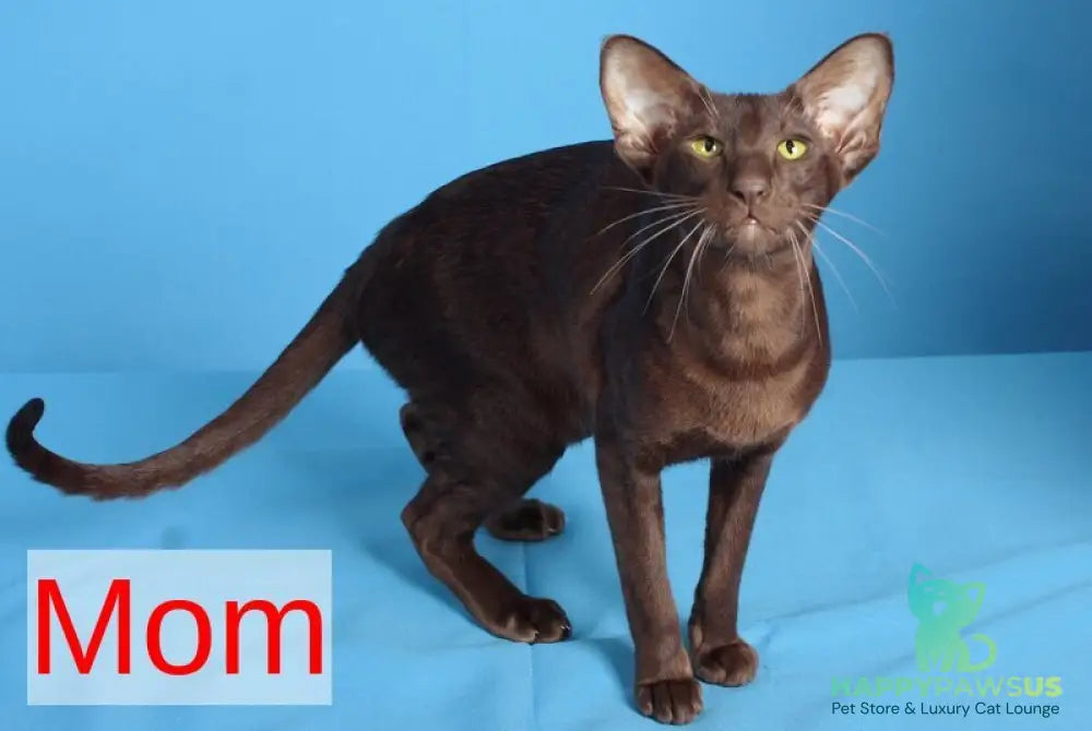 Queen Oriental Shorthair female chocolate tortie - live animals