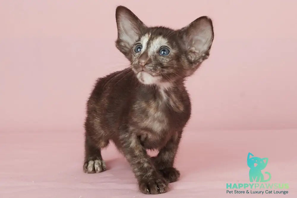 Queen Oriental Shorthair female chocolate tortie - live animals