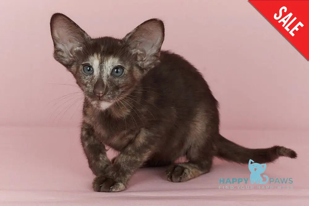 Queen Oriental Shorthair female chocolate tortie - live animals