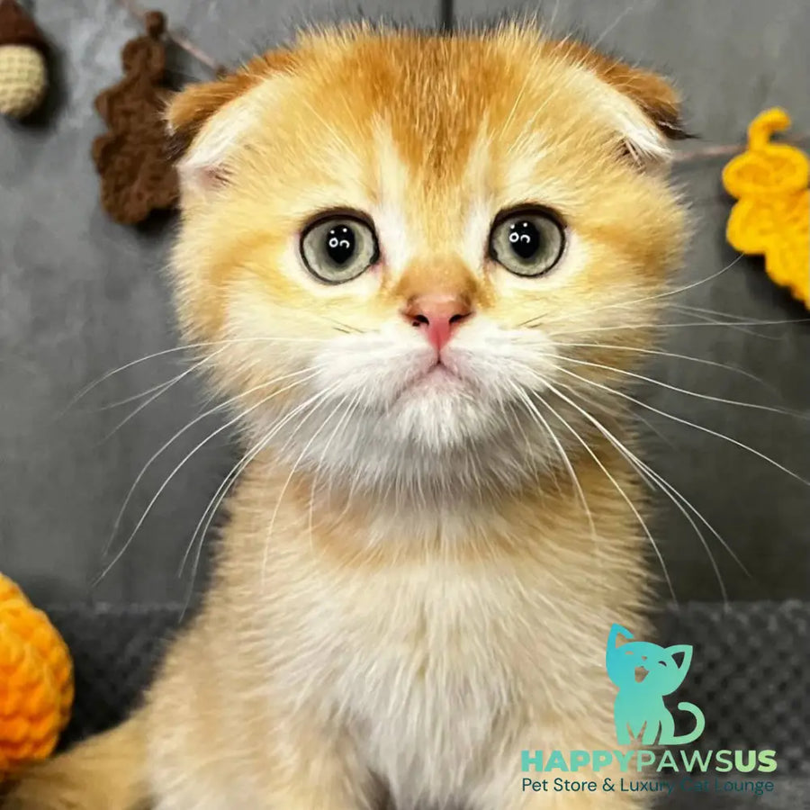 Queen Scottish Fold female black golden shaded - live animals
