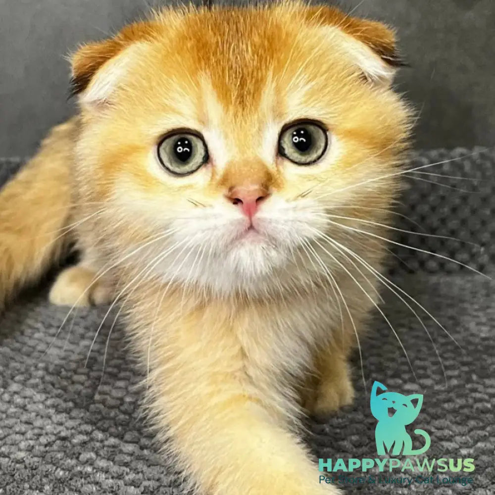 Queen Scottish Fold female black golden shaded - live animals