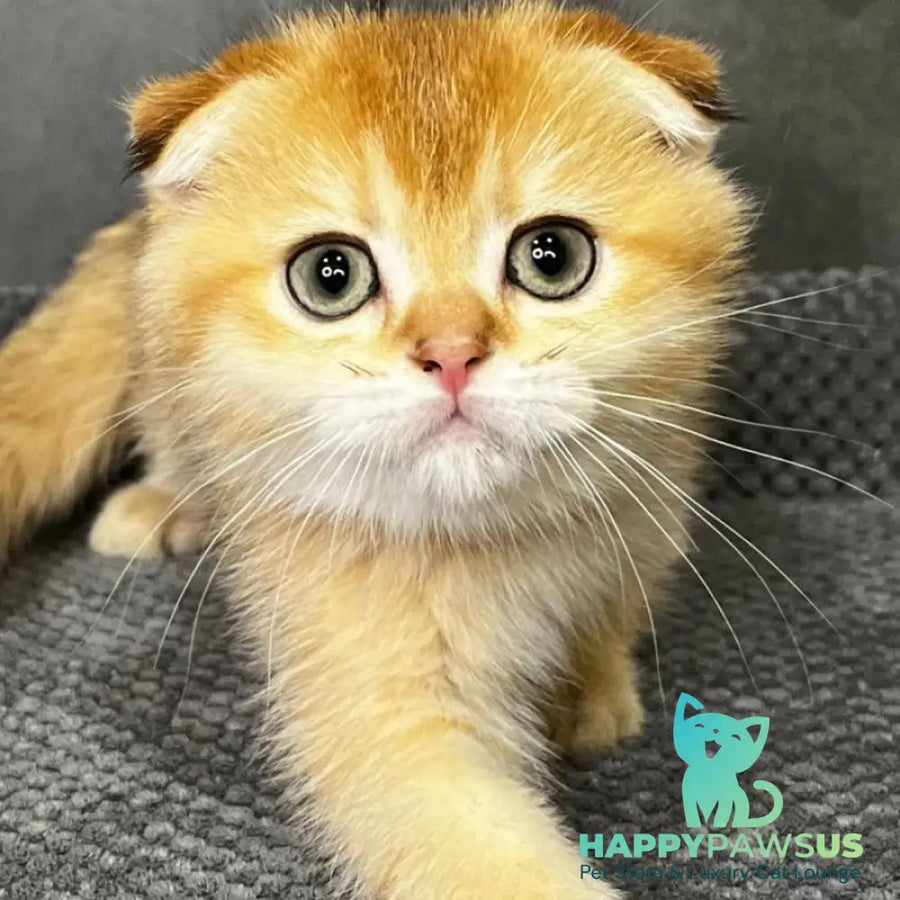 Queen Scottish Fold female black golden shaded - live animals