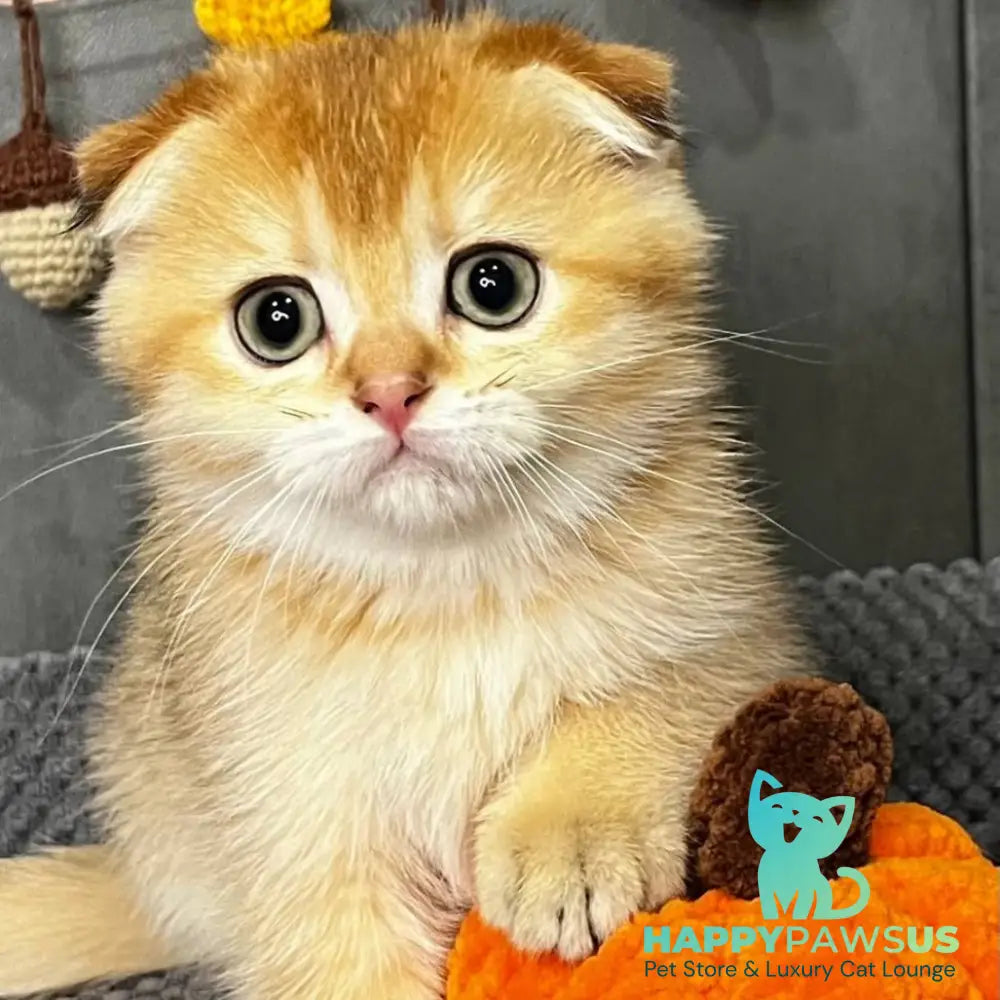 Queen Scottish Fold female black golden shaded - live animals