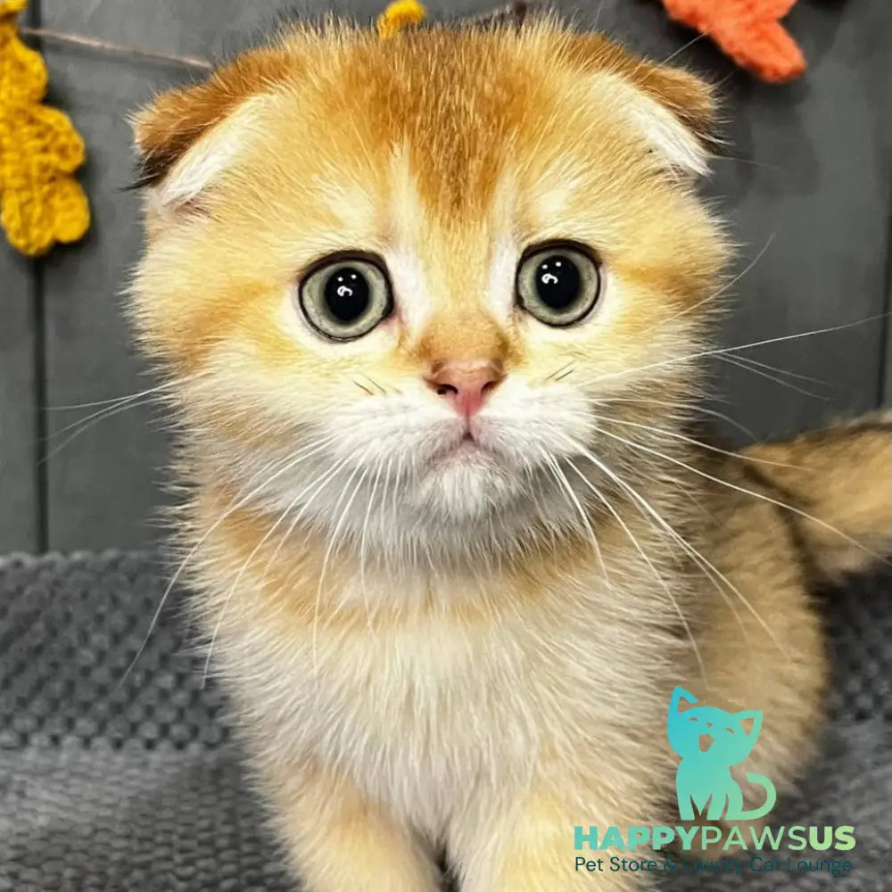 Queen Scottish Fold female black golden shaded - live animals