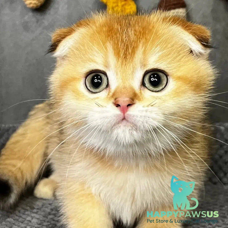 Queen Scottish Fold female black golden shaded - live animals