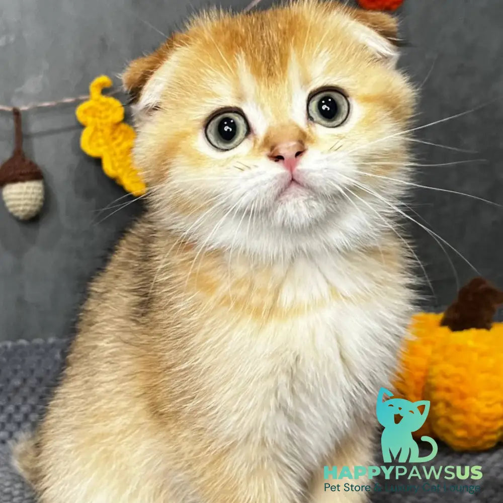 Queen Scottish Fold female black golden shaded - live animals