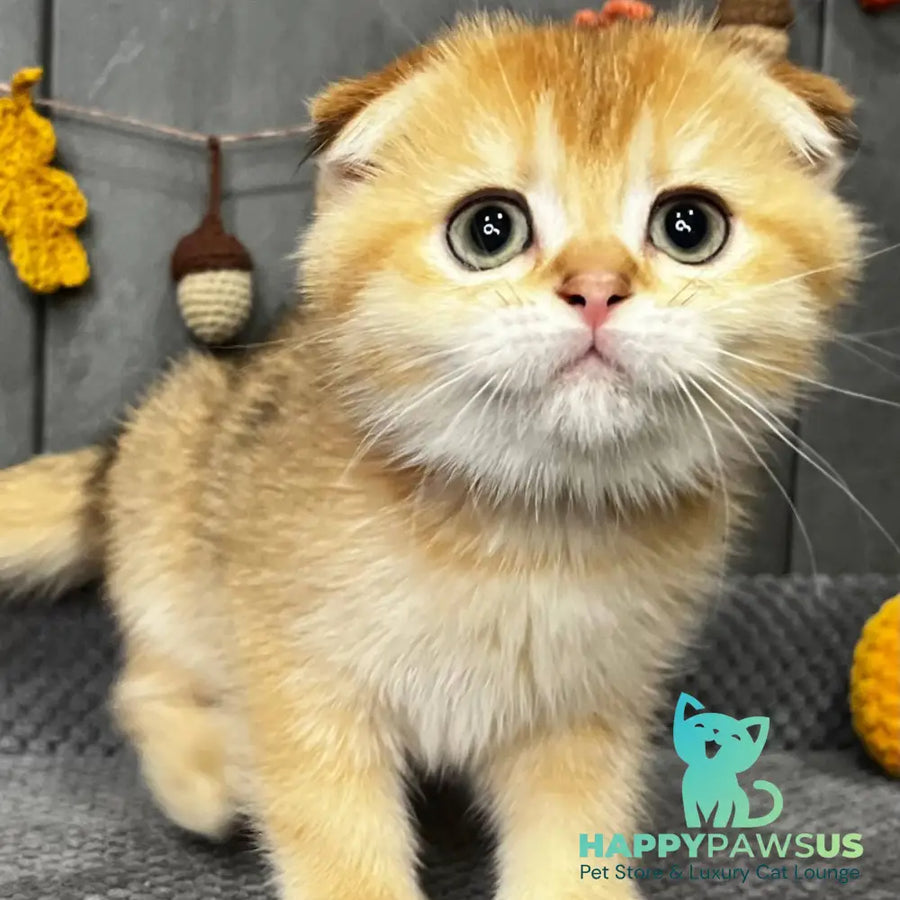 Queen Scottish Fold female black golden shaded - live animals