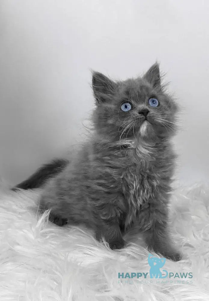 Queen Scottish Straight female blue live animals