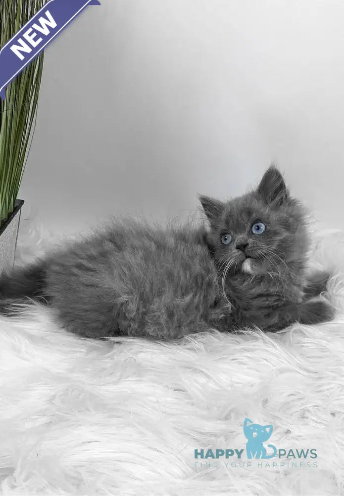 Queen Scottish Straight female blue live animals