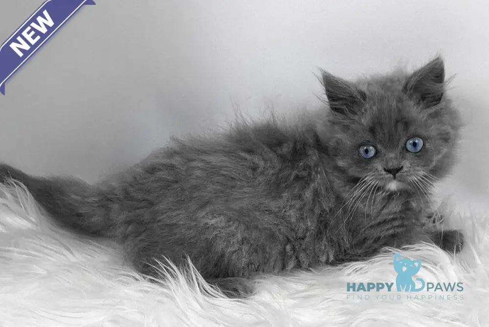 Queen Scottish Straight female blue live animals