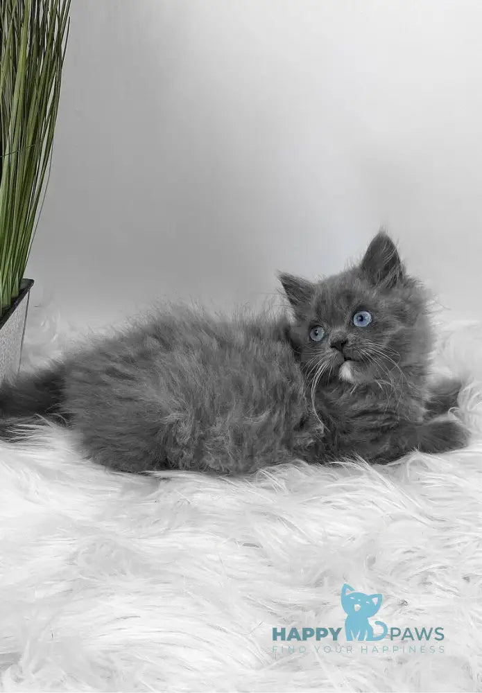 Queen Scottish Straight female blue live animals