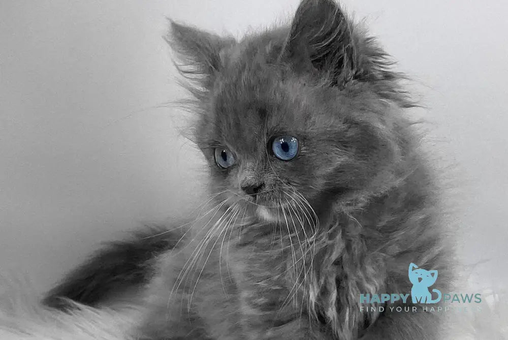 Queen Scottish Straight female blue live animals