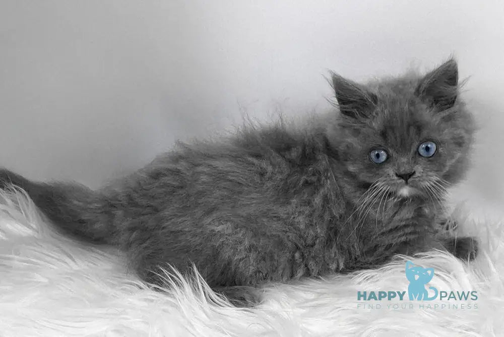 Queen Scottish Straight female blue live animals