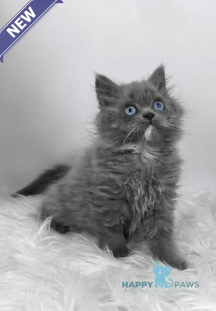 Queen Scottish Straight female blue live animals