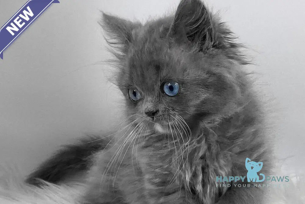 Queen Scottish Straight female blue live animals
