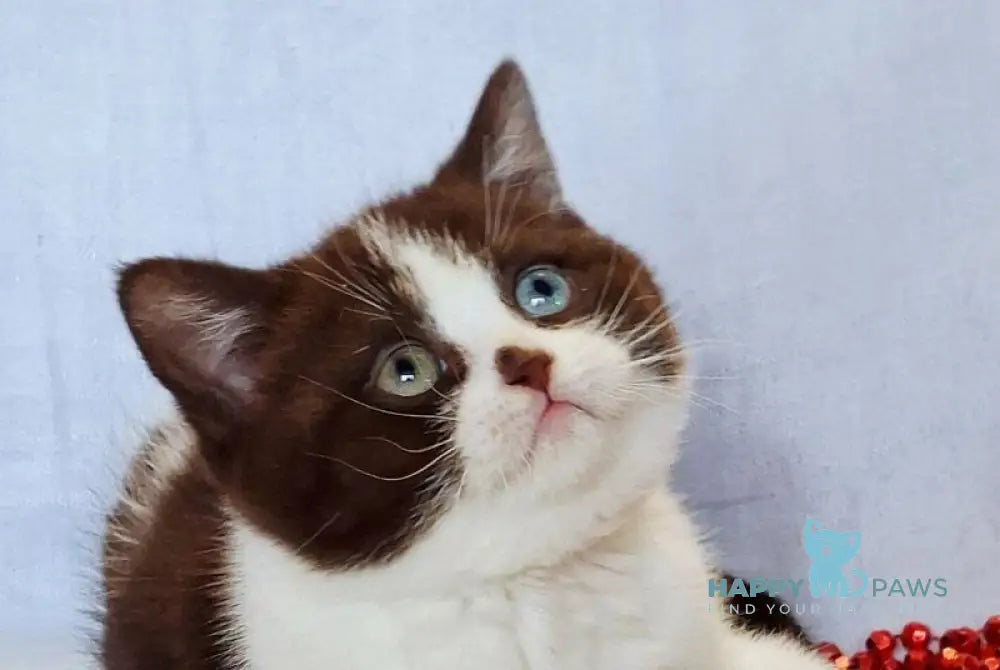 Queen Scottish Straight female chocolate bicolour live animals