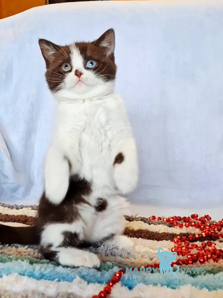 Queen Scottish Straight female chocolate bicolour live animals