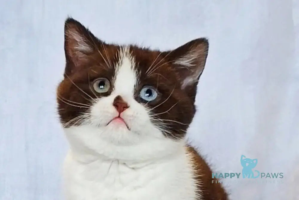 Queen Scottish Straight female chocolate bicolour live animals